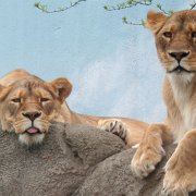 Animals