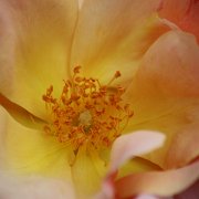 Floral_0019.JPG