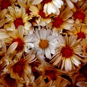 Floral_0025.jpg